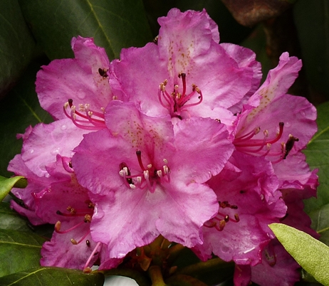 {Rhododendron catawbiense}